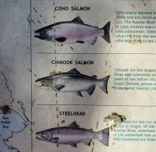 Protected Fish of the Russian River