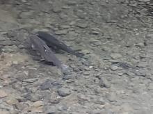Steelhead Trout - Hulbert Creek, Guerneville