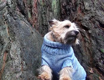 Dog-Friendly Places & Activities Dog-Friendly Places & Activities